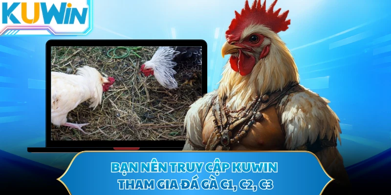 Bạn nên truy cập KUWIN tham gia đá gà C1, C2, C3