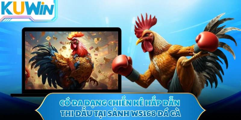 Có đa dạng chiến kê hấp dẫn thi đấu tại sảnh WS168 đá gà
