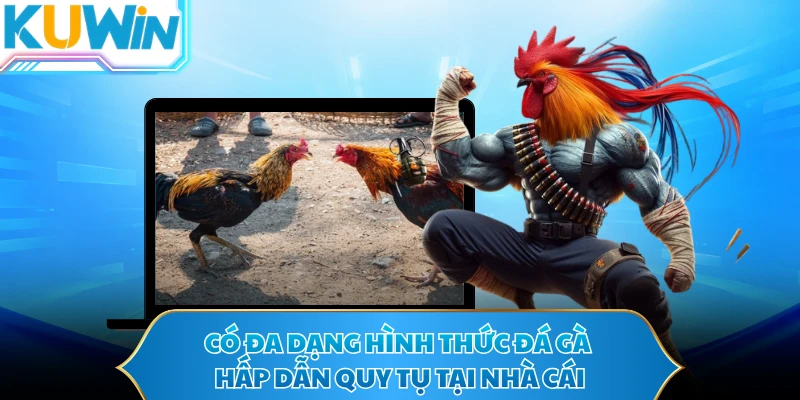 Có đa dạng hình thức đá gà hấp dẫn quy tụ tại nhà cái