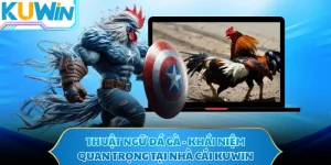 Thuật Ngữ Đá Gà - Khái Niệm Quan Trọng Tại Nhà Cái KUWIN